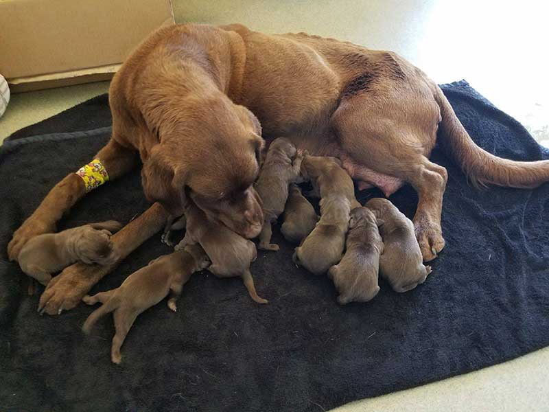 Exotic animal care at Town & Country Animal Hospital