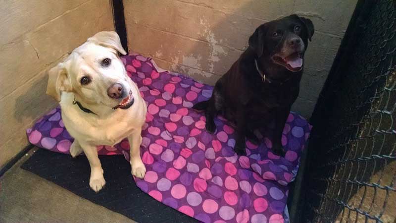 Veterinary care at Town & Country Animal Hospital