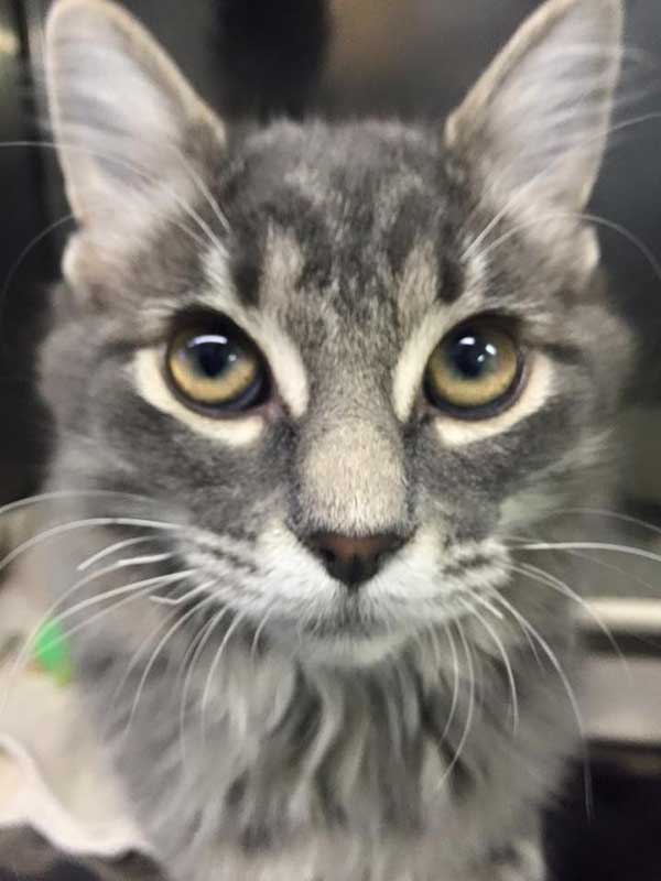 Veterinary services at Town & Country Animal Hospital