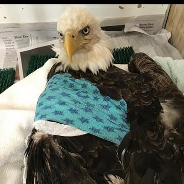 Brave — the Bald Eagle patient at Town & Country Animal Hospital