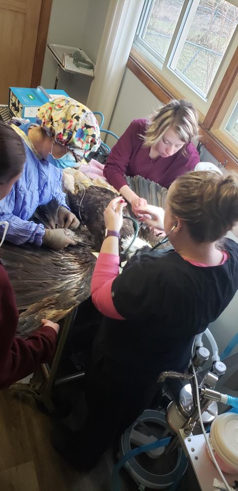 Brave the bald eagle — wing amputation surgery in progress