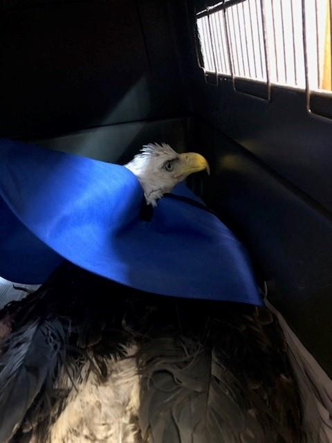 Brave the bald eagle — recovering with backwards Elizabethan collar