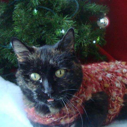 A feline patient at Town & Country Animal Hospital